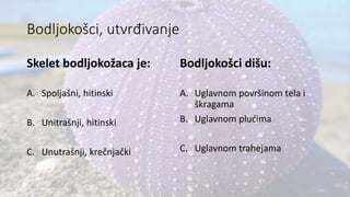 Bodljokošci, utvrđivanje
Skelet bodljokožaca je:
A. Spoljašni, hitinski
B. Unitrašnji, hitinski
C. Unutrašnji, krečnjački
Bodljokošci dišu:
A. Uglavnom površinom tela i
škragama
B. Uglavnom plućima
C. Uglavnom trahejama
 
