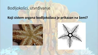 Bodljokošci, utvrđivanje
Koji sistem organa bodljokožaca je prikazan na šemi?
 
