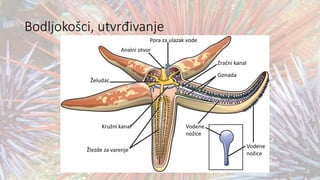 Bodljokošci, utvrđivanje
Pora za ulazak vode
Analni otvor
Zračni kanal
Gonada
Želudac
Kružni kanal
Žlezde za varenje
Vodene
nožice
Vodene
nožice
 