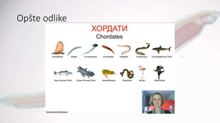 Opšte odlike
 