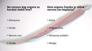 Na osnovu kog organa su
hordati dobili ime?
• Kičmenice
• Horde
• Nervne cevi
• Tunike
Kom organu čoveka je slična
nervna cev kopljaša?
• Kičmi
• Pršljenovima
• Kičmenoj moždini
• Mozgu
 