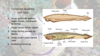 Osnovne osobine
Hordata
1. Imaju osovinski skeletni
organ (horda, notohorda
ili kičma)
2. Imaju cevast nervni sistem
3. Imaju škržne proreze na
ždrelu
4. Imaju analni otvor ispred
repa
5. Dvobočna simetrija
 