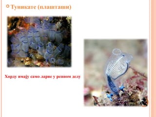  Туникате (плашташи)
Хорду имају само ларве у репном делу
 