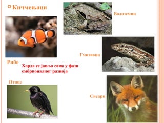  Кичмењаци
Хорда се јавља само у фази
ембрионалног развоја
Рибе
Водоземци
Гмизавци
Сисари
Птице
 