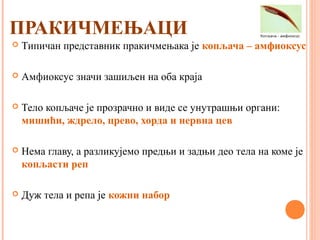 ПРАКИЧМЕЊАЦИ
 Типичан представник пракичмењака је копљача – амфиоксус
 Амфиоксус значи зашиљен на оба краја
 Тело копљаче је прозрачно и виде се унутрашњи органи:
мишићи, ждрело, црево, хорда и нервна цев
 Нема главу, а разликујемо предњи и задњи део тела на коме је
копљасти реп
 Дуж тела и репа је кожни набор
 