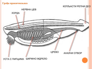 ХОРДА
НЕРВНА ЦЕВ
КОПЉАСТИ РЕПНИ ДЕО
УСТА С ПИПЦИМА ШКРЖНО ЖДРЕЛО
ЦРЕВО АНАЛНИ ОТВОР
Грађа пракичмењака
 