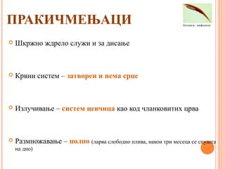 ПРАКИЧМЕЊАЦИ
 Шкржно ждрело служи и за дисање
 Крвни систем – затворен и нема срце
 Излучивање – систем цевчица као код чланковитих црва
 Размножавање – полно (ларва слободно плива, након три месеца се спушта
на дно)
 