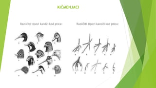 KIČMENJACI
Različiti tipovi kandži kod ptica: Različiti tipovi kandži kod ptica:
 