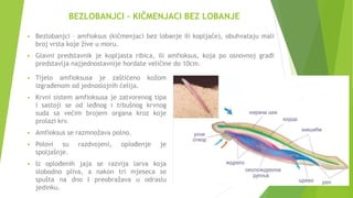 BEZLOBANJCI – KIČMENJACI BEZ LOBANJE
 Bezlobanjci – amfioksus (kičmenjaci bez lobanje ili kopljače), obuhvataju mali
broj vrsta koje žive u moru.
 Glavni predstavnik je kopljasta ribica, ili amfioksus, koja po osnovnoj građi
predstavlja najjednostavnije hordate veličine do 10cm.
 Tijelo amfioksusa je zaštićeno kožom
izgrađenom od jednoslojnih ćelija.
 Krvni sistem amfioksusa je zatvorenog tipa
i sastoji se od leđnog i trbušnog krvnog
suda sa većim brojem organa kroz koje
prolazi krv.
 Amfioksus se razmnožava polno.
 Polovi su razdvojeni, oplođenje je
spoljašnje.
 Iz oplođenih jaja se razvija larva koja
slobodno pliva, a nakon tri mjeseca se
spušta na dno I preobražava u odraslu
jedinku.
 