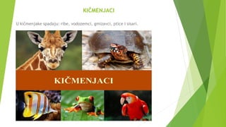 KIČMENJACI
U kičmenjake spadaju: ribe, vodozemci, gmizavci, ptice i sisari.
 