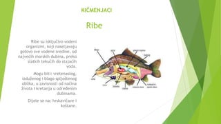 Gradja Riba biologija sedmi razred_HORDATI prezentacija.pptx