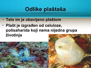 Odlike plaštaša
Telo im je obavijeno plaštom
Plašt je izgrađen od celuloze,
polisaharida koji nema nijedna grupa
životinja
 
