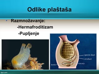 Odlike plaštaša
Razmnožavanje:
-Hermafroditizam
-Pupljenje
 