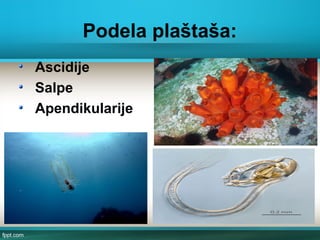 Podela plaštaša:
Ascidije
Salpe
Apendikularije
 