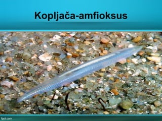 Kopljača-amfioksus
 