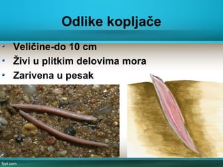 Odlike kopljače
Veličine-do 10 cm
Živi u plitkim delovima mora
Zarivena u pesak
 