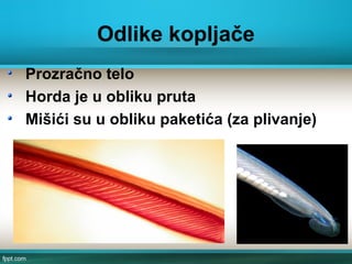 Odlike kopljače
Prozračno telo
Horda je u obliku pruta
Mišići su u obliku paketića (za plivanje)
 