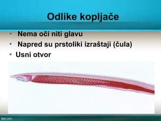 Odlike kopljače
Nema oči niti glavu
Napred su prstoliki izraštaji (čula)
Usni otvor
 