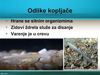 Odlike kopljače
Hrane se sitnim organizmima
Zidovi ždrela služe za disanje
Varenje je u crevu
 