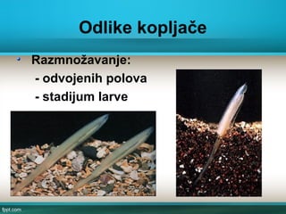 Odlike kopljače
Razmnožavanje:
- odvojenih polova
- stadijum larve
 