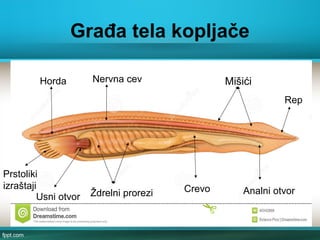 Građa tela kopljače
Horda Nervna cev Mišići
Usni otvor Ždrelni prorezi Crevo Analni otvor
Rep
Prstoliki
izraštaji
 