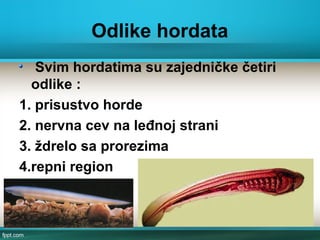 Odlike hordata
Svim hordatima su zajedničke četiri
odlike :
1. prisustvo horde
2. nervna cev na leđnoj strani
3. ždrelo sa prorezima
4.repni region
 