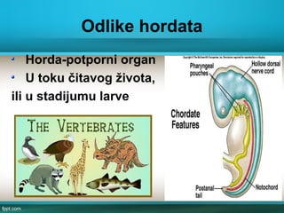 Odlike hordata
Horda-potporni organ
U toku čitavog života,
ili u stadijumu larve
 