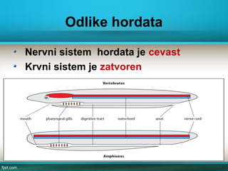Odlike hordata
Nervni sistem hordata je cevast
Krvni sistem je zatvoren
 