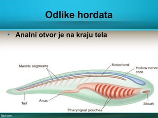 Odlike hordata
Analni otvor je na kraju tela
 