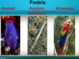 Podela:
Plaštaši Kopljače Kičmenjaci
Amfioksus
 
