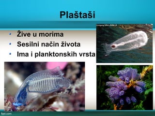 Plaštaši
Žive u morima
Sesilni način života
Ima i planktonskih vrsta
 