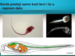 Horda postoji samo kod larvi i to u
repnom delu
 
