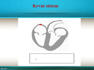 Krvni sistem
 