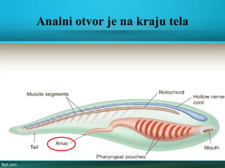 Analni otvor je na kraju tela
 