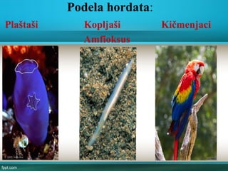 Podela hordata:
Plaštaši Kopljaši Kičmenjaci
Amfioksus
 