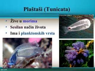 Plaštaši
Žive u morima
Sesilan način života
Ima i planktonskih vrsta
 