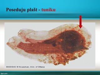 Poseduju plašt - tuniku
 