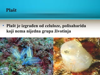 Plašt
Plašt je izgrađen od celuloze, polisaharida
koji nema nijedna grupa životinja
 