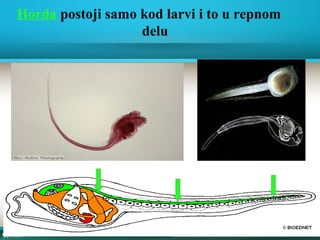 Horda postoji samo kod larvi i to u repnom
delu
 