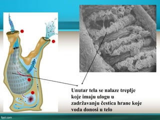 Unutar tela se nalaze treplje
koje imaju ulogu u
zadržavanju čestica hrane koje
voda donosi u telo
 