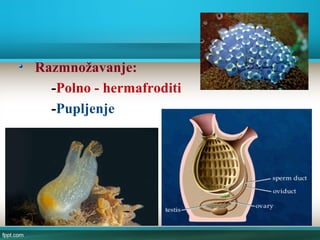 Razmnožavanje:
-Polno - hermafroditi
-Pupljenje
 