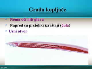 Građa kopljače
Nema oči niti glavu
Napred su prstoliki izraštaji (čula)
Usni otvor
 