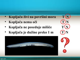 
Kopljača živi na površini mora T N

Kopljača nema oči T N

Kopljača ne poseduje mišiće T N

Kopljača je dužine preko 1 m T N
 