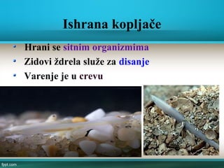 Ishrana kopljače
Hrani se sitnim organizmima
Zidovi ždrela služe za disanje
Varenje je u crevu
 
