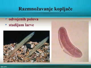 Razmnožavanje kopljače
odvojenih polova
stadijum larve
 
