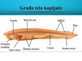 Građa tela kopljače
Horda Nervna cev Mišići
Usni otvor Ždrelni prorezi Crevo Analni otvor
Rep
Prstoliki
izraštaji
 