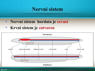 Nervni sistem
Nervni sistem hordata je cevast
Krvni sistem je zatvoren
Nervna cev
 