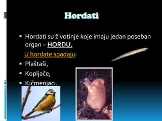 Hordati

 Hordati su životinje koje imaju jedan poseban
  organ – HORDU.
  U hordate spadaju:
 Plaštaši,
 Kopljače,
 Kičmenjaci.
 