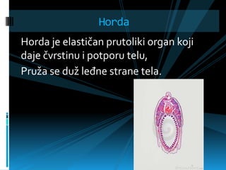 Horda
Horda je elastičan prutoliki organ koji
daje čvrstinu i potporu telu,
Pruža se duž leđne strane tela.
 