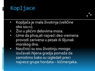 Kopljace

•   Kopljača je mala životinja (veličine
    oko 10cm).
•   Živi u plićim delovima mora.
•   Ume da pliva,ali najveći deo vremena
    provodi zarivena u pesak ili šljunak
    morskog dna.
•   Naučnici su ovu životinju mnogo
    izučavali.Njena gradja pomaže da
    zamislimo kako su izgledali preci
    najvece grupe hordata – kičmenjaka.
 